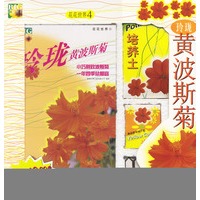 花花世界4 黄波斯菊