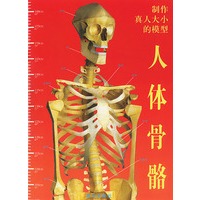 制作真人大小的模型:人体骨骼