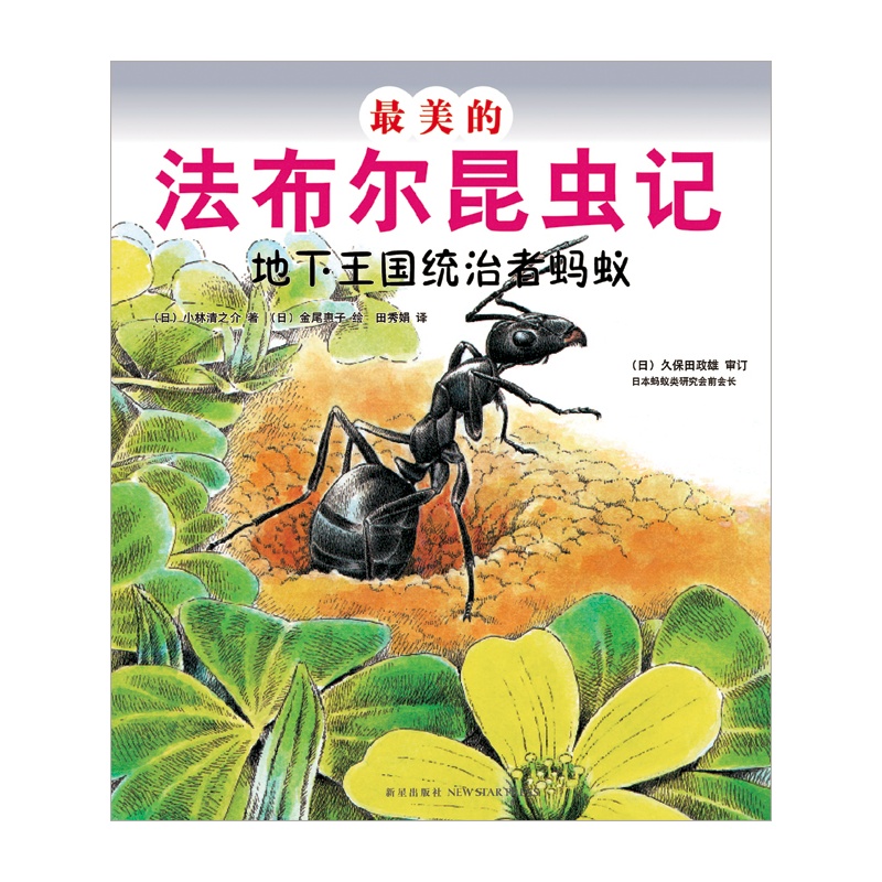《最美的法布尔昆虫记:地下王国统治者蚂蚁(优
