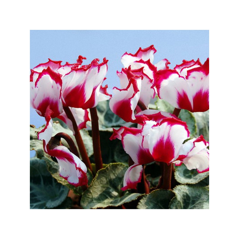 【津沽园艺 仙客来种子 4包 兔子花 萝卜海棠 兔耳花种子 每包5粒图片】高清图_外观图_细节图-当当网