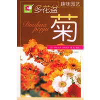 多花盆菊——趣味园艺