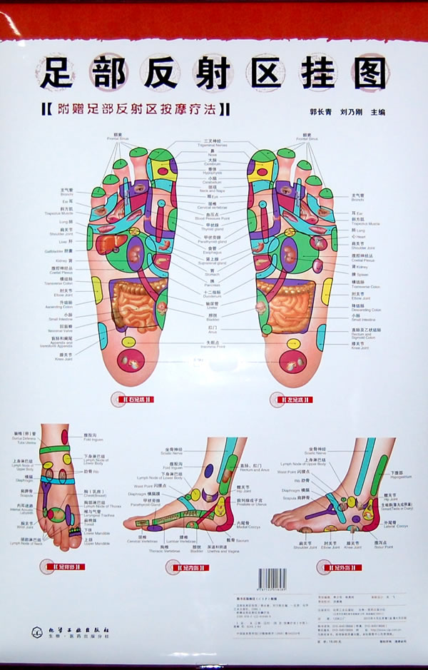 足部反射区挂图(附赠足部反射区按摩疗法)