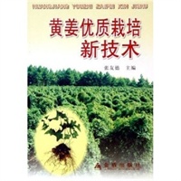 黄姜优质栽培新技术