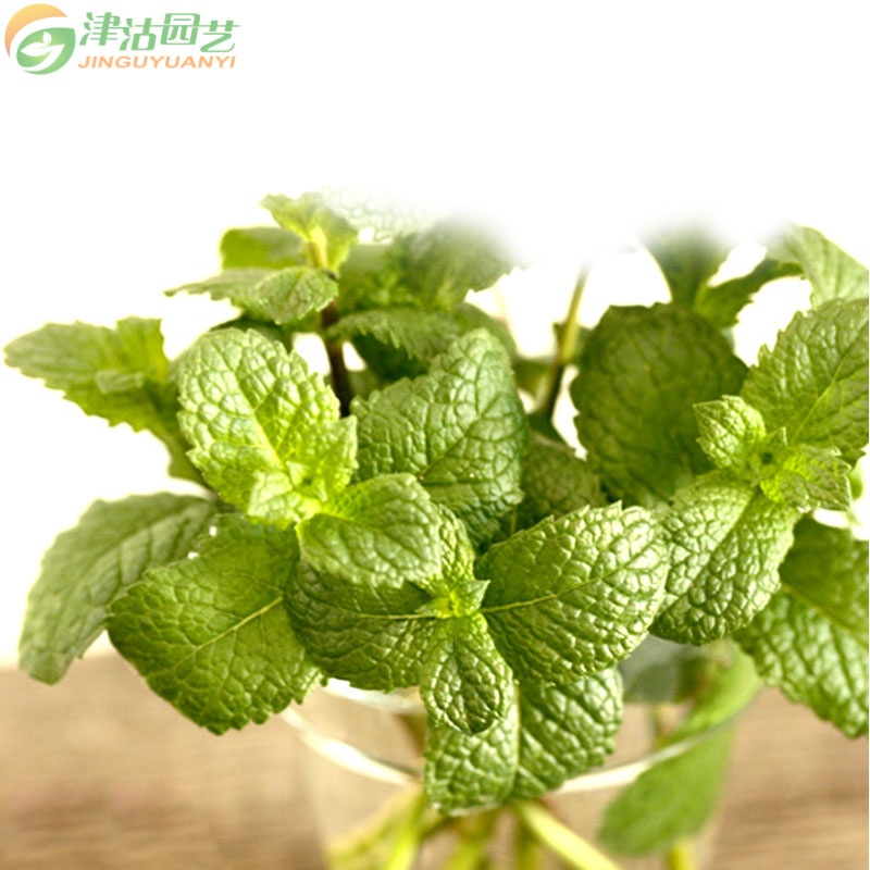 【家庭种植套餐 花卉香草种子组合 柠檬香蜂草