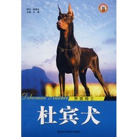 杜宾犬 贵族骑士