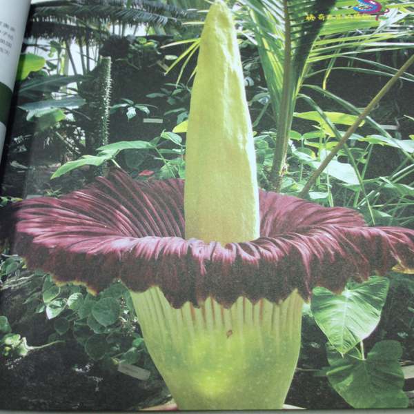 自然魅力:稀奇古怪的植物