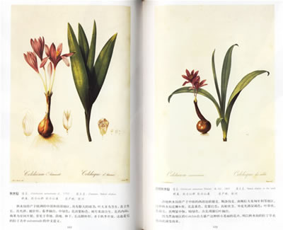 ... 郁金香-郁金香简笔画-简单的郁金香怎么画-郁金香的