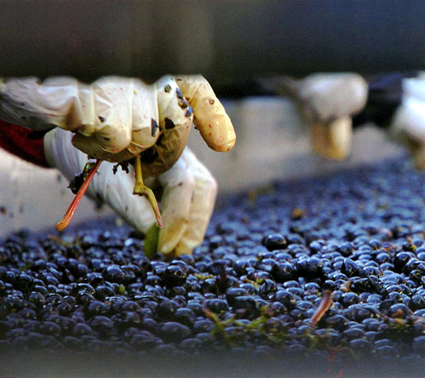 智利葡萄酒介绍_参数