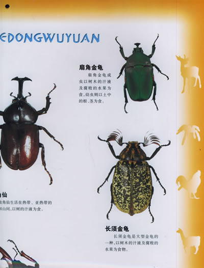 我的动物园:昆虫(注音版)