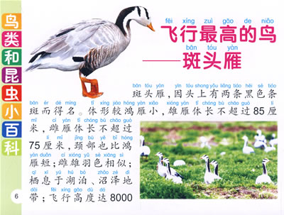 少儿动物小百科鸟类和昆虫小百科/20674745