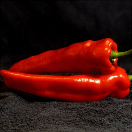 津沽园艺菜种子辣椒 韩国干椒种子 野生朝天椒 特选 8819 特大牛角椒