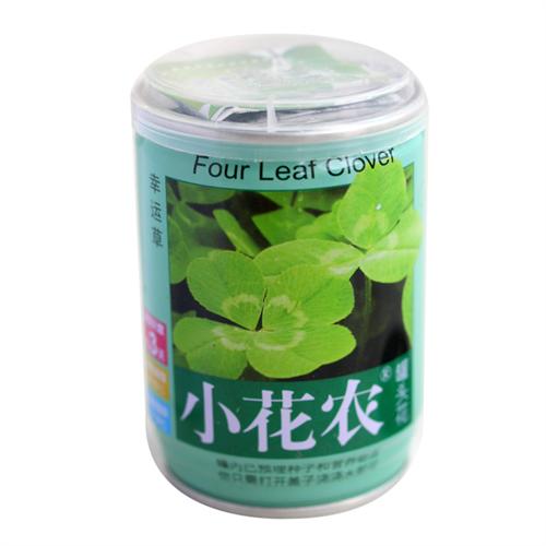 小花农 办公室防辐射 罐头花 迷你植物 幸运草