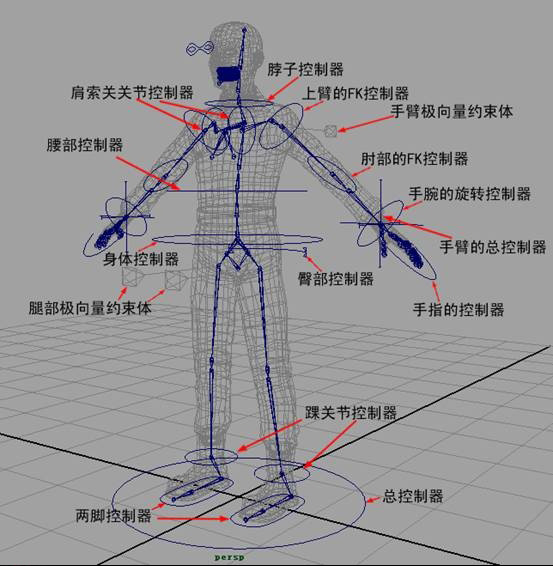 maya角色动画规律及设定